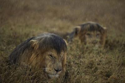 Прикрепленное изображение: Raining.jpg